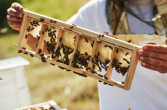 Propolis - The Natural Protective System - Healthfarm NZ