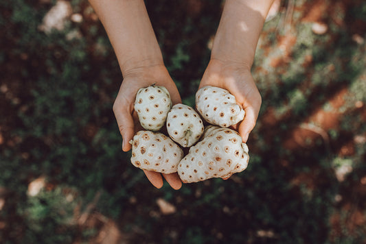 The Benefits of Noni Fruit - Healthfarm NZ